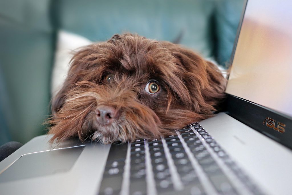 dog, containment, telework, animal, bichon, havanese, cute, pet, laptop, keyboard, computer science, reflection, nature, animals
